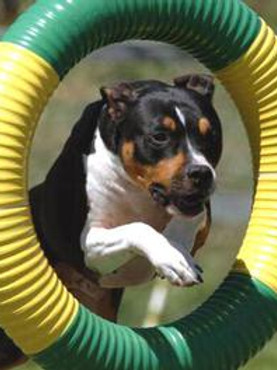 dog jump.jpg