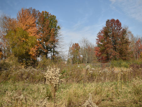 A Win for the Wetlands