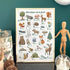 Miniature : Illustration " Abécédaire de la forêt " - Affiche pédagogique - Format A3