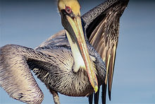 Darlene Esler | Pelican Clown | Photography | UNITED STATES OF AMERICA