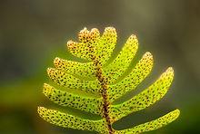 Darlene Esler | Resurrection Fern | Photography | UNITED STATES OF AMERICA
