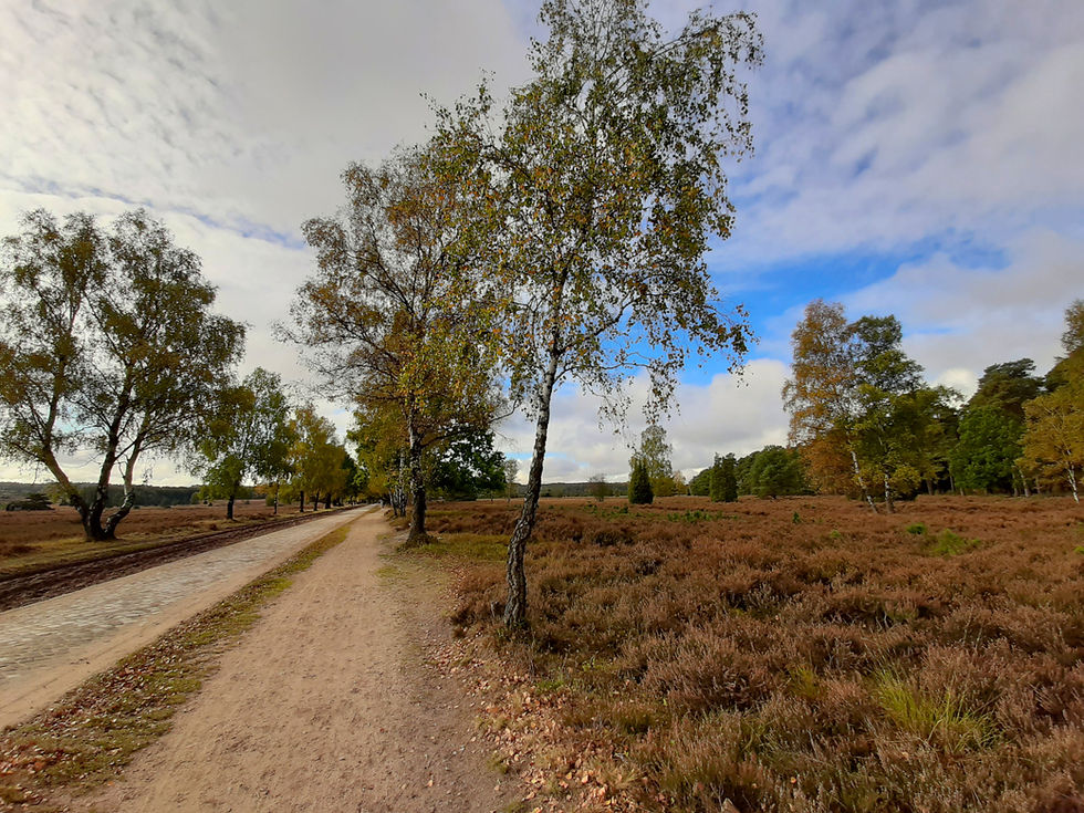 Birken Heidelandschaft, Lüneburger Heide