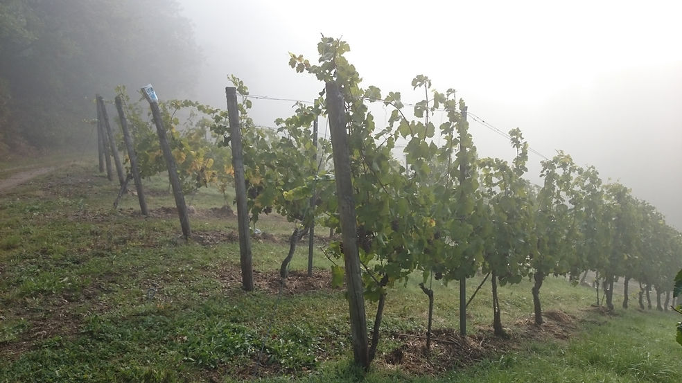 Dornfelder im Morgenneben an der Nahe