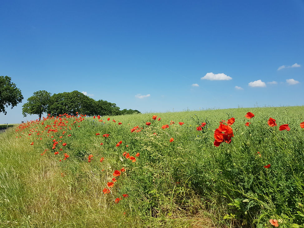 Mohn am Rand von Brandenburger Chausee, Poppy
