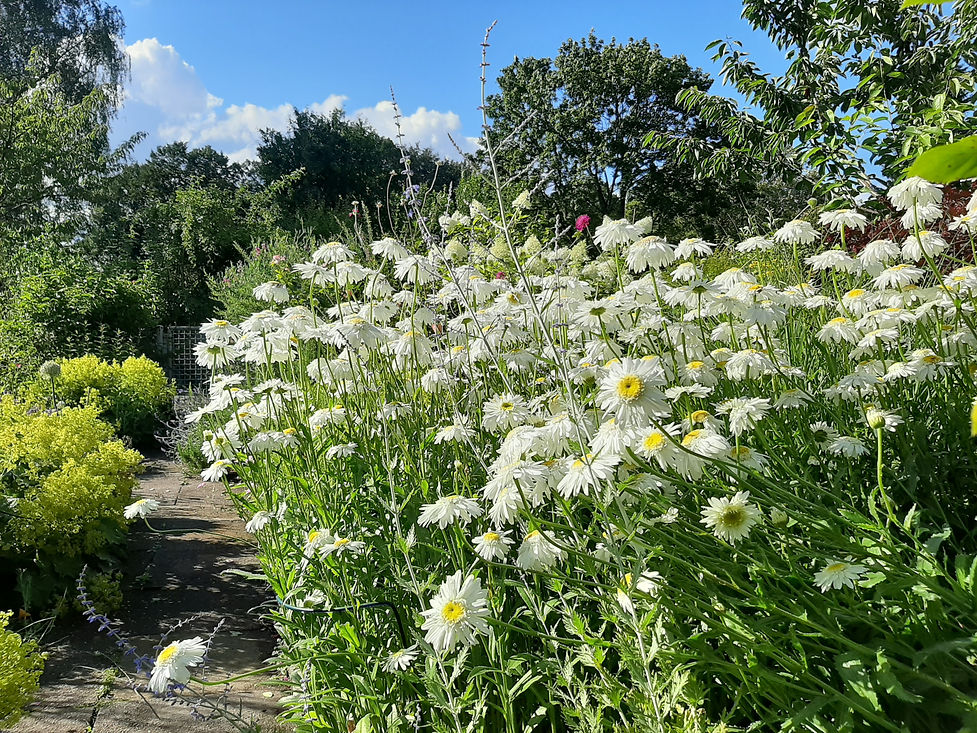 Margeriten