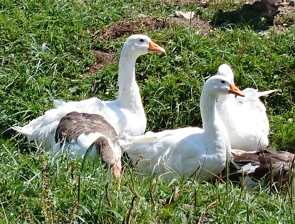 Gänse, Goose