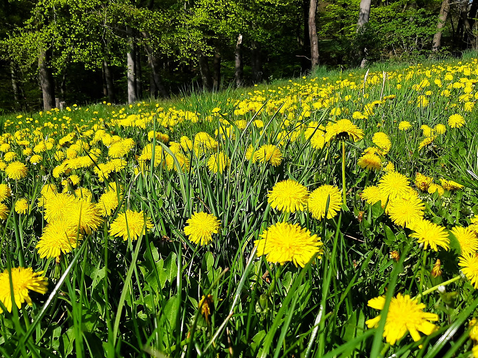 Dandelion Meadow, Löwenzahn Wiese