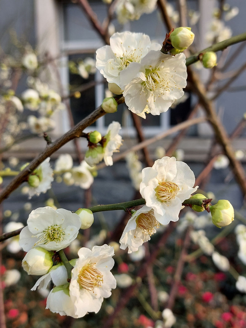 Cherry Blossom, Kirschblüten