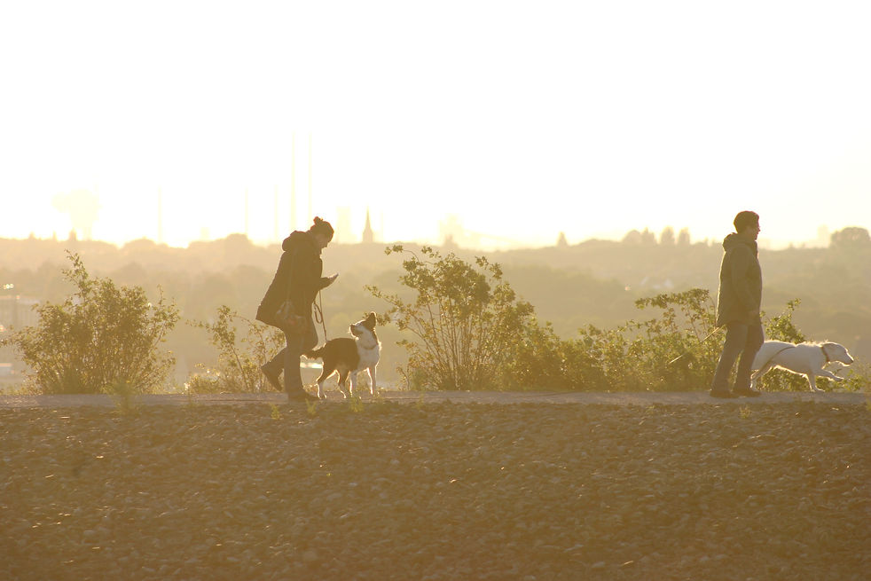 Abendspaziergang mit den Hunden