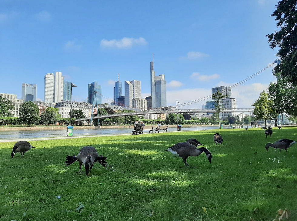 Skyline Frankfurt, Mainpromenade, Sachsenhausen