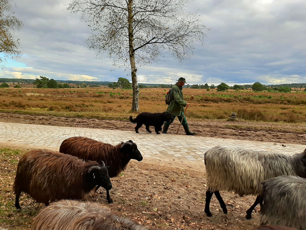 Schäfer mit Heidschnucken, Lüneburger Heide