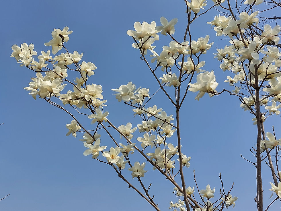 Magnolia, Magnolie