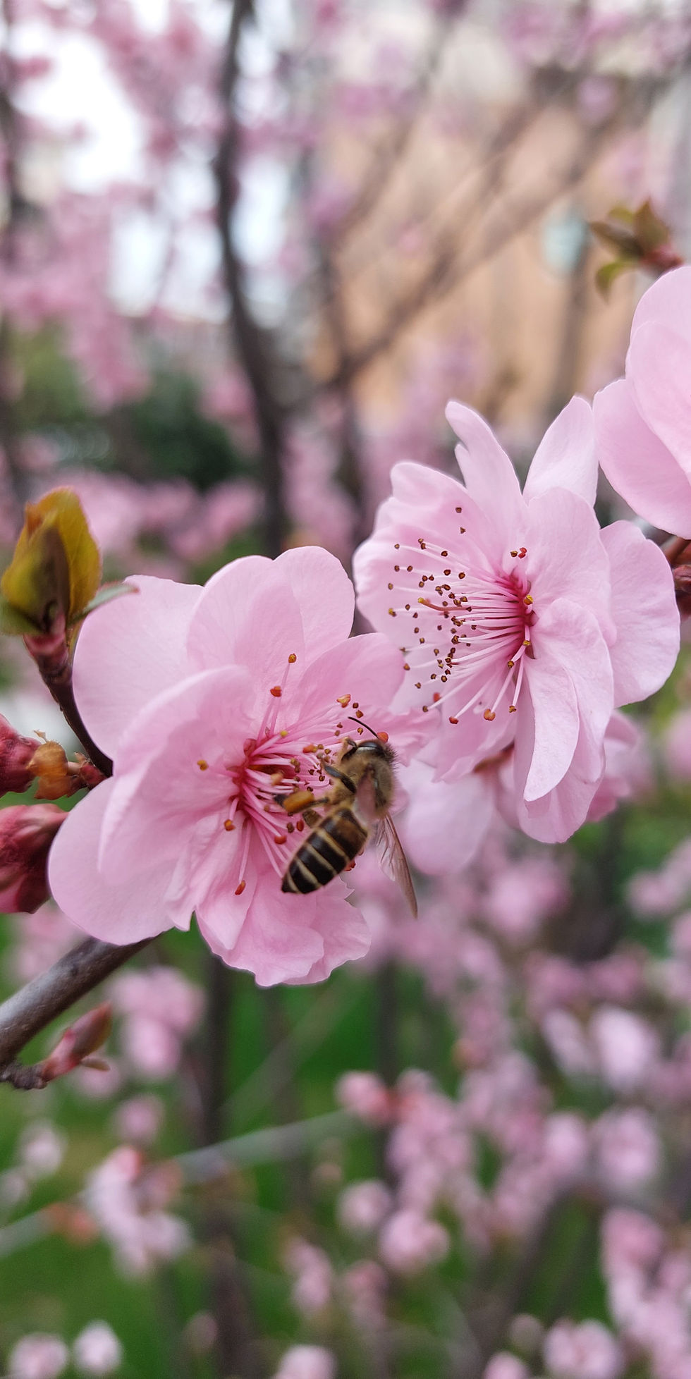 Peach Blossom, Pfirsichblüte