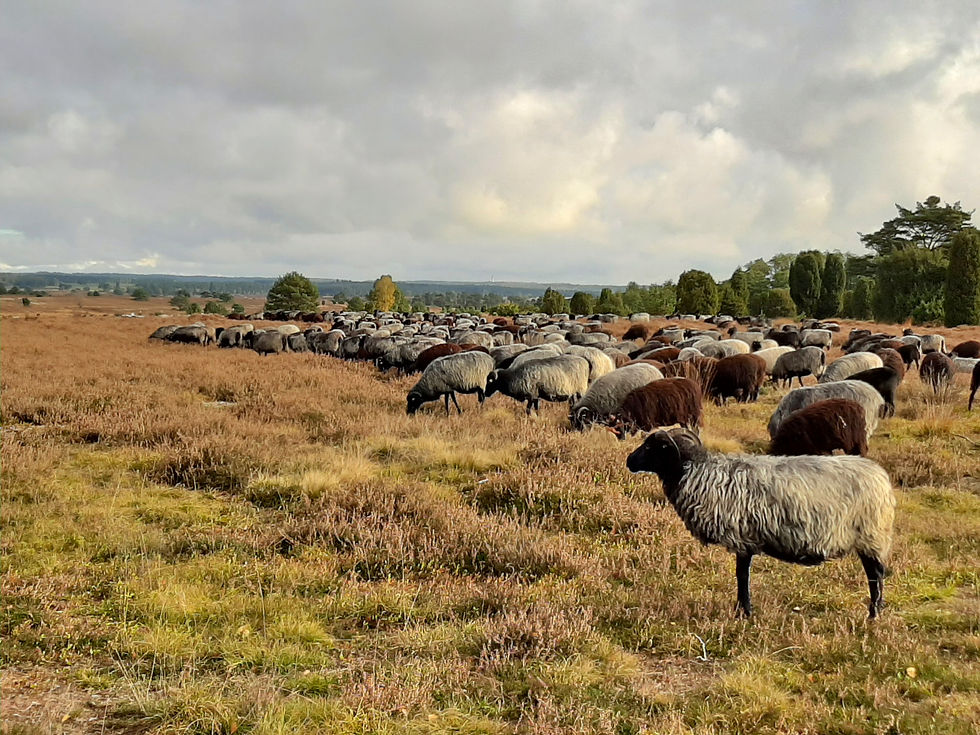Heidschnucken, Lüneburger Heide