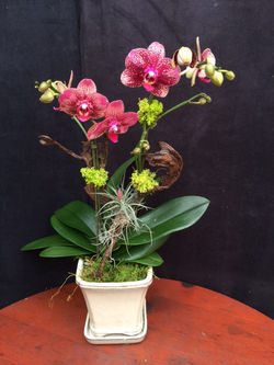 Arrangement M-22