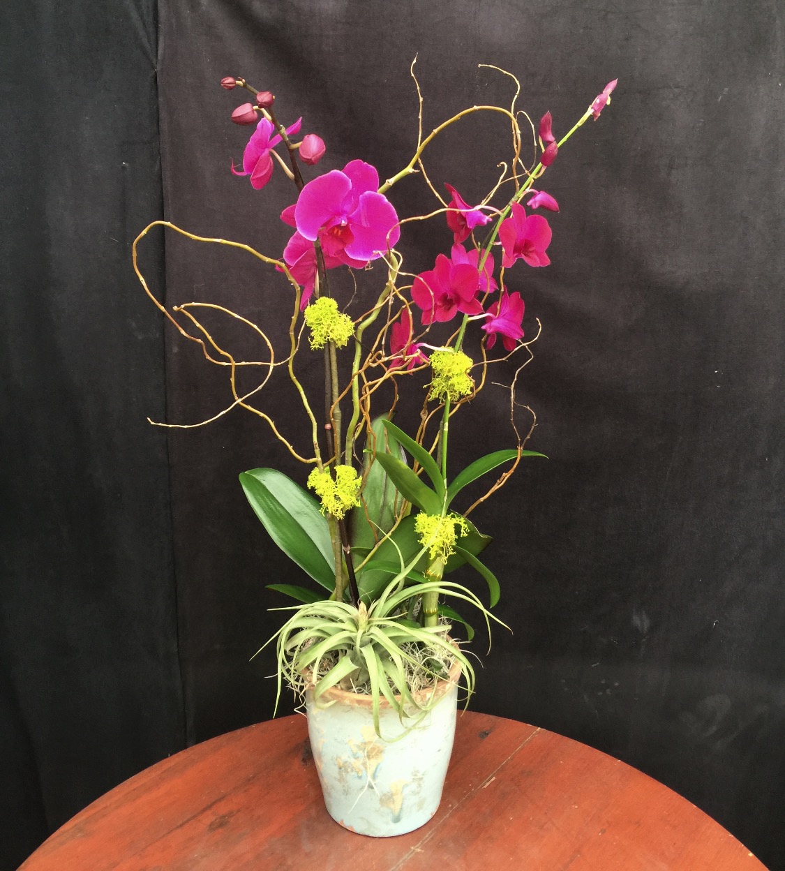Orchid Arrangements 110 Elegant Orchids United States