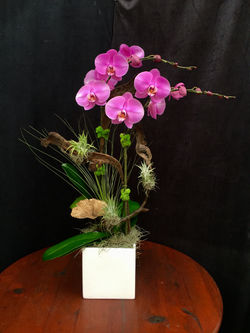 Arrangement M-16