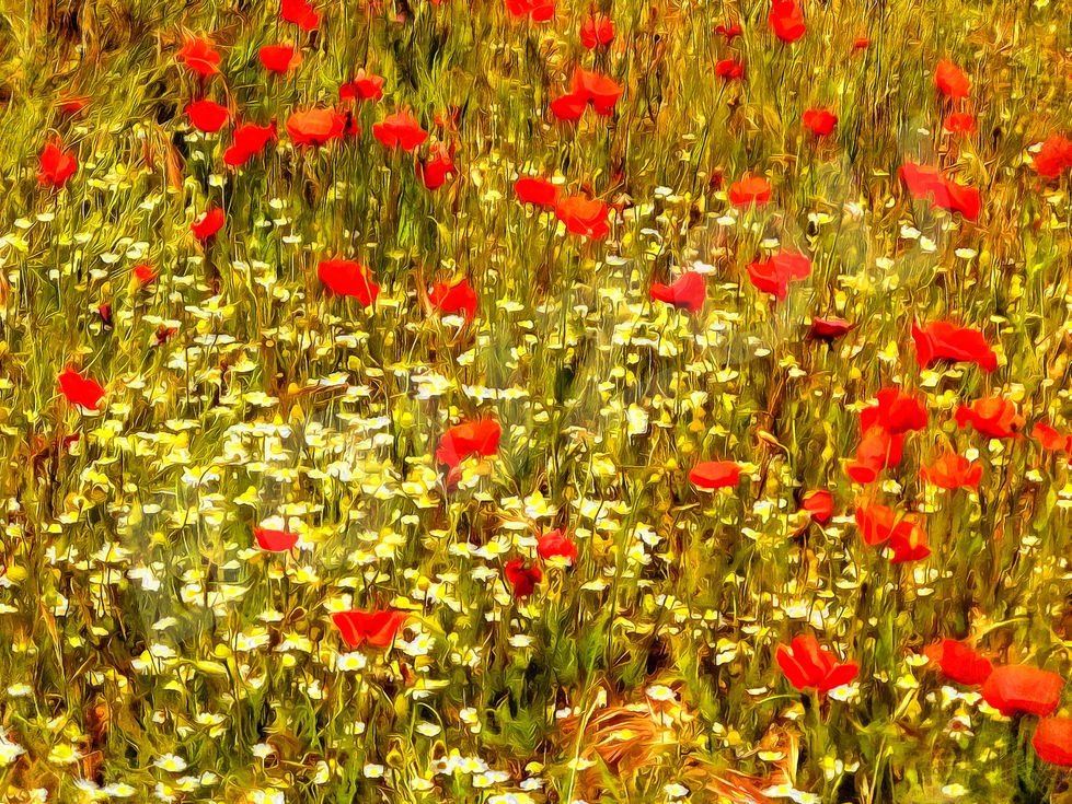 Jean-Louis Bouzou - Champ de coquelicots...