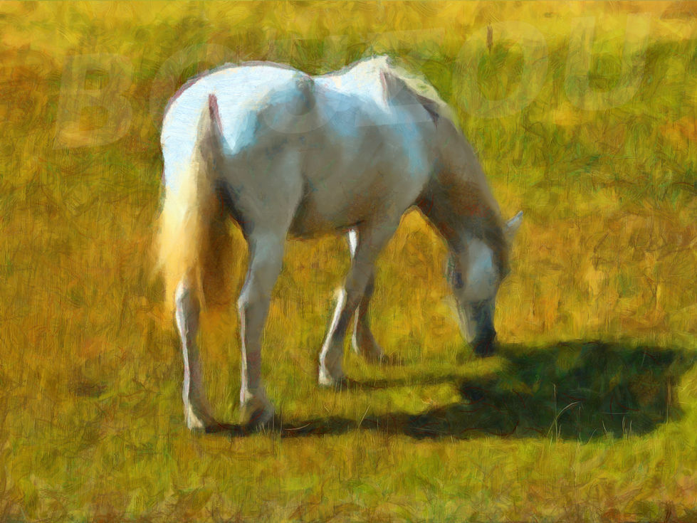 Jean-Louis Bouzou - Cheval camarguais à Salin-de-Giraud...