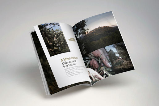 TOSCANE - RÉCOLTE OLIVE - HUILE D'OLIVE