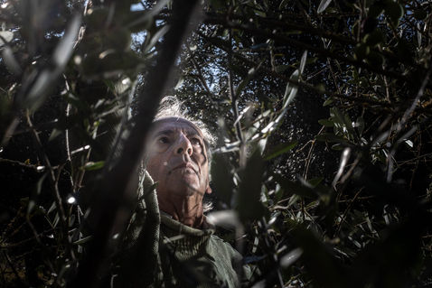 TOSCANE - RÉCOLTE OLIVE - HUILE D'OLIVE