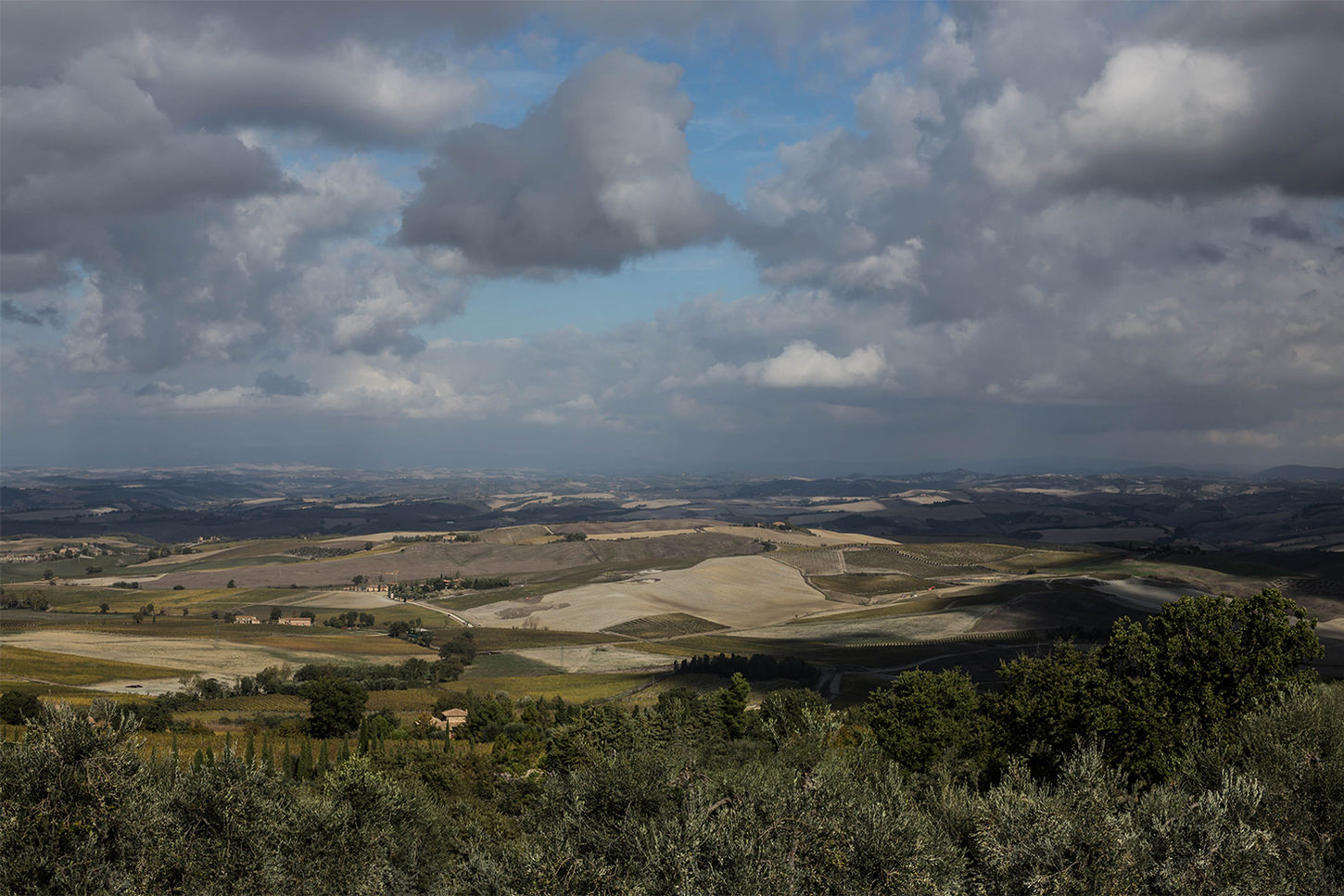 TOSCANE - RÉCOLTE OLIVE - HUILE D'OLIVE