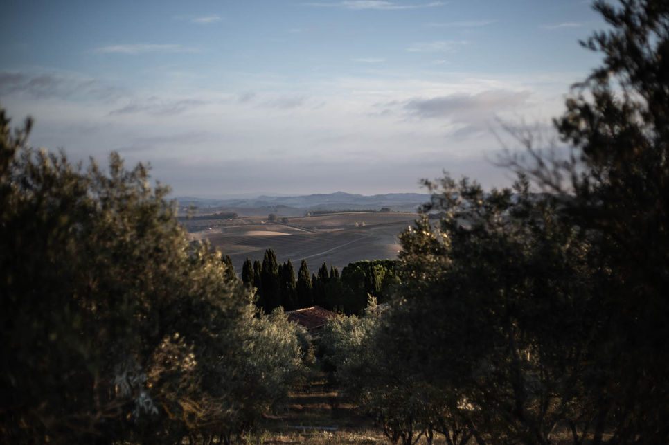 TOSCANE - RÉCOLTE OLIVE - HUILE D'OLIVE