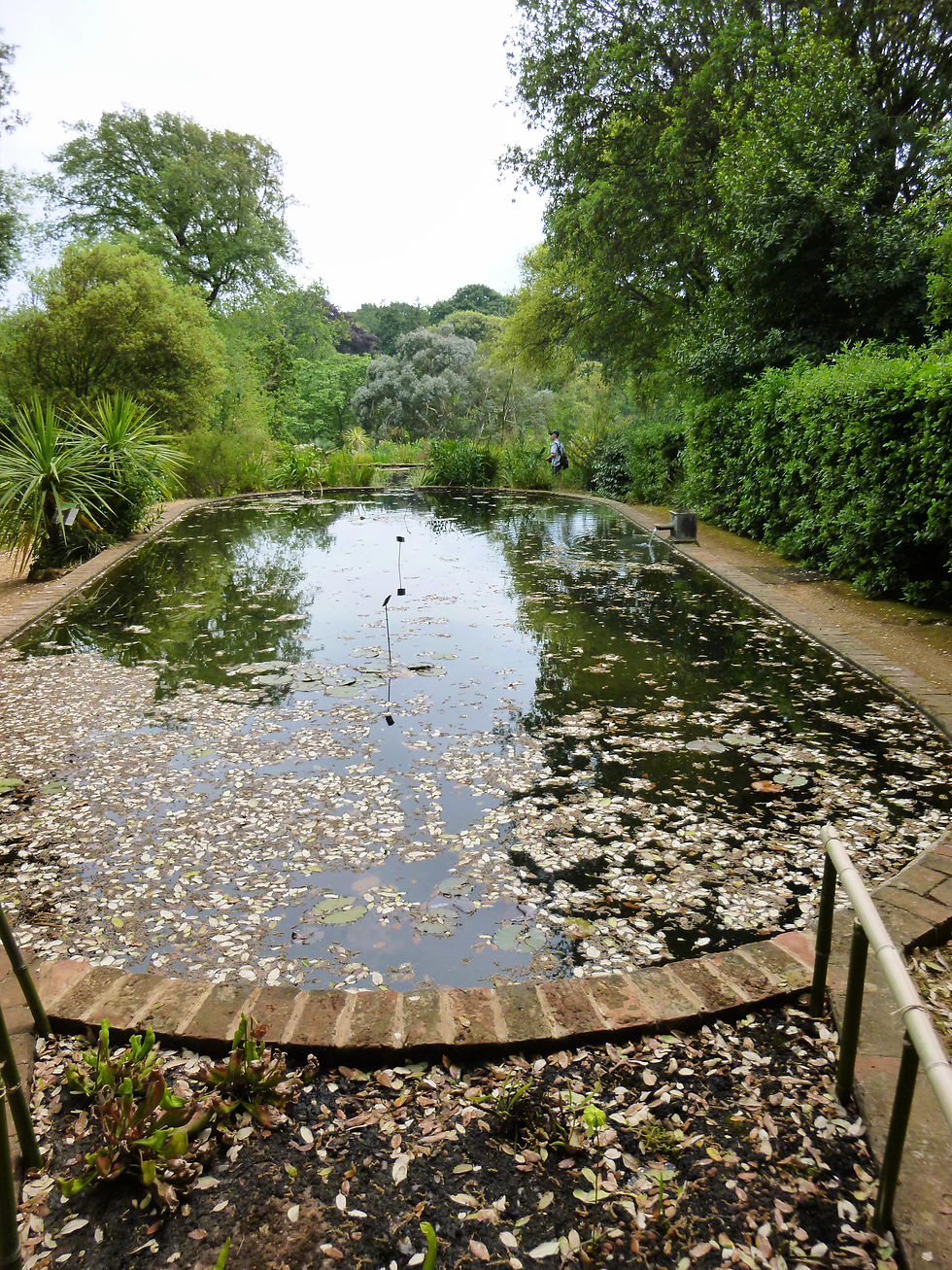 Dual lily ponds with Koi carp.