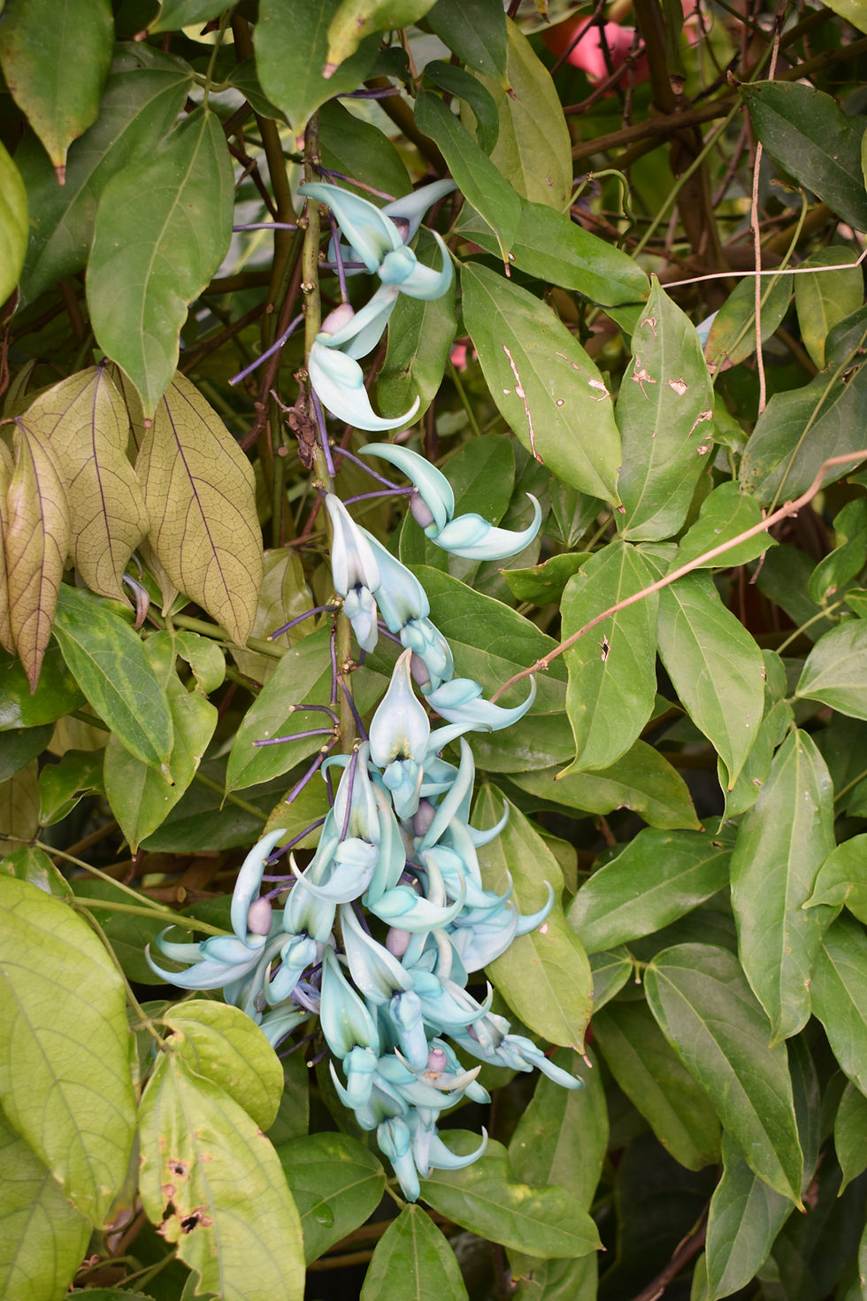 Strongylodon - Jade Vine