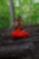 Meditation