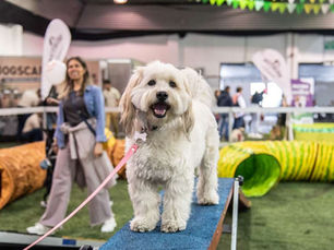 La Escuela de la Felicidad, una iniciativa de Expopet que promueve el bienestar y recreación de las mascotas.