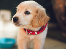 CONÓZCASE Y CONOZCA A SU MASCOTA: EXPERTOS EN EDUCACIÓN CANINA ESTARÁN PRESENTES EN EXPOPET COLOMBIA