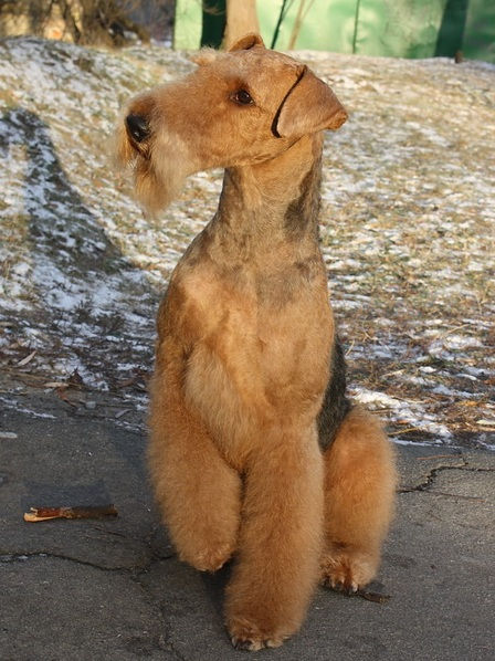 Airedale