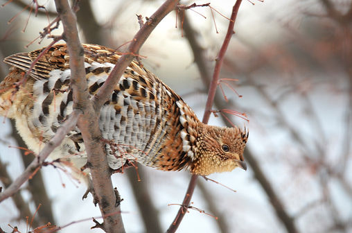 Ruffed_Grouse_on_Drummond_Island_-_49368129756_edited.jpg