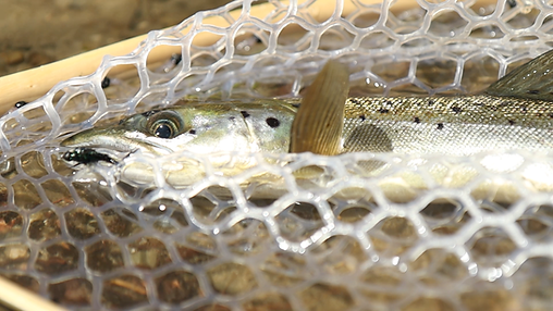 48h Truck camping and fly fishing the remote wilderness .png