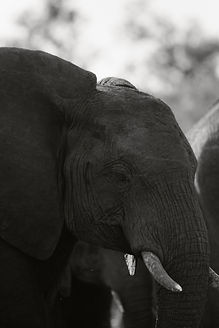 Kruger Park 2025-3.jpg