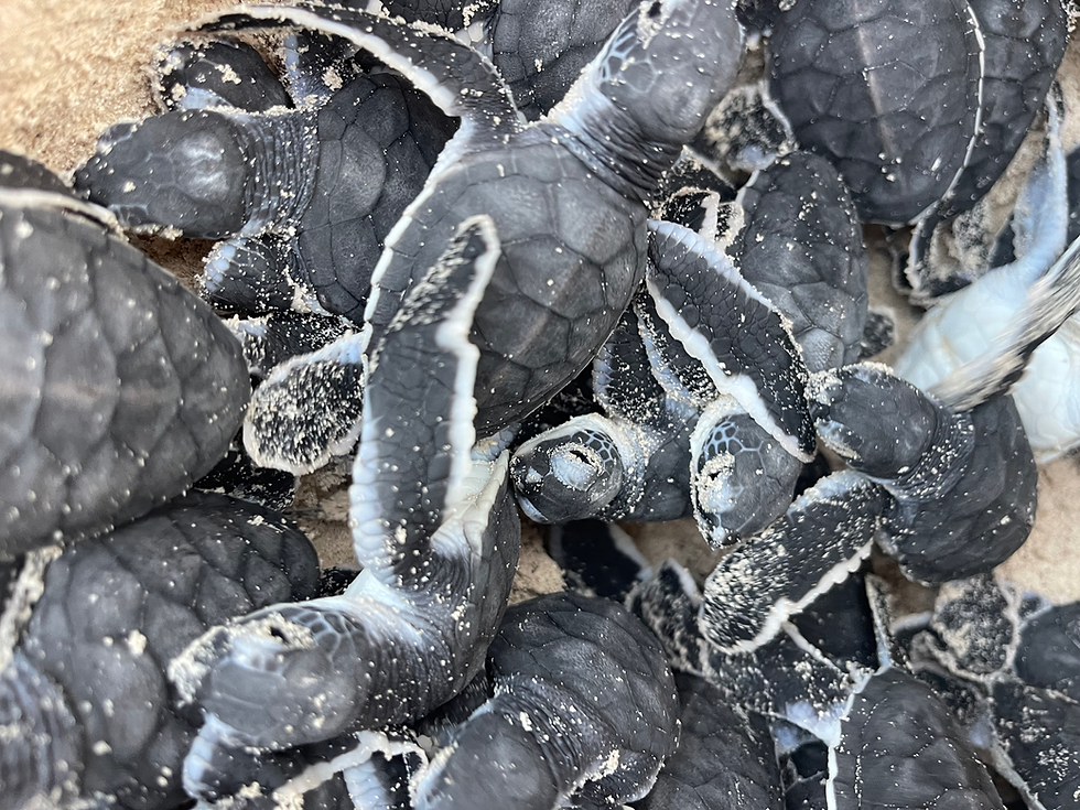 Baby Turtles, Big Impact: What It Takes to Protect a Nesting Beach