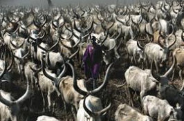 Pessoas na idade adulta recebem o nome de um boi predileto