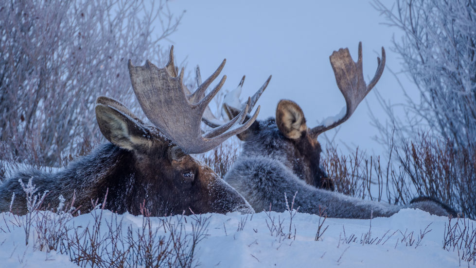 Moose in Colorado