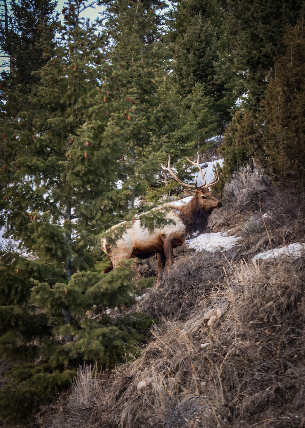 Elk in Wyoming