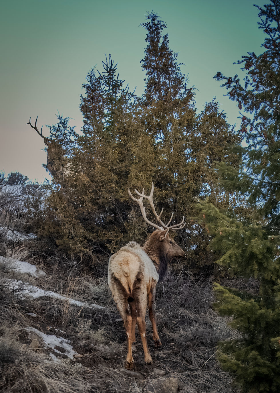Elk in Wyoming