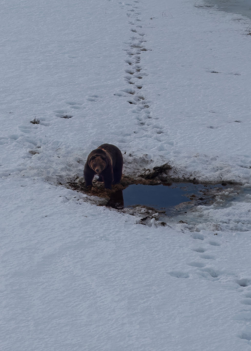 Grizzly in Yellowstone