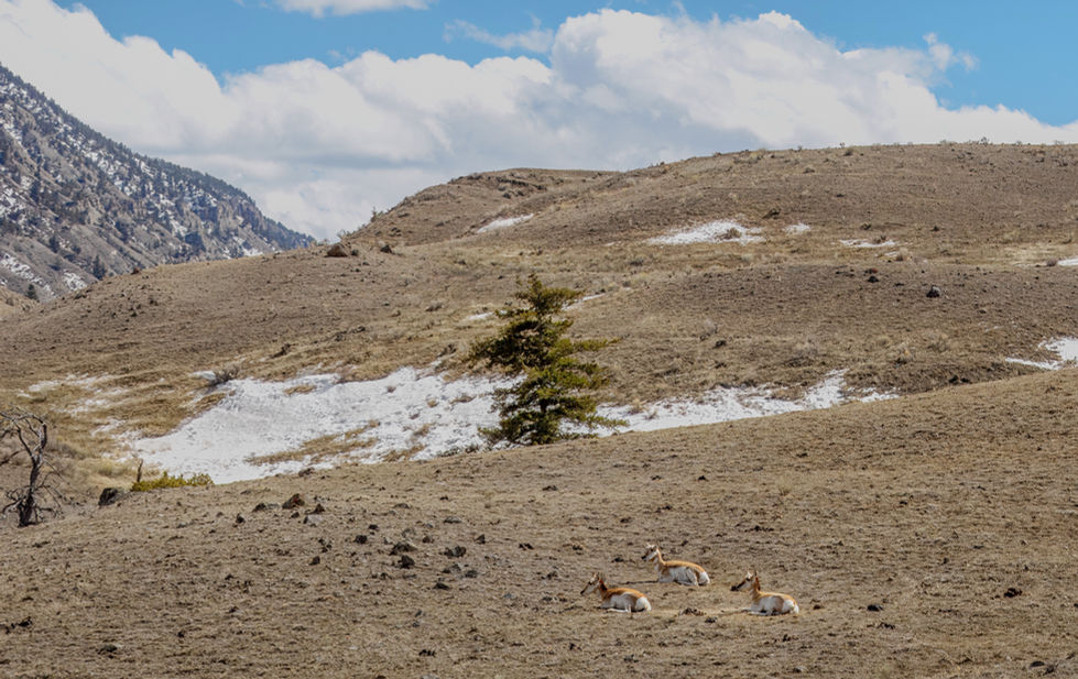 Pronghorn in Montana