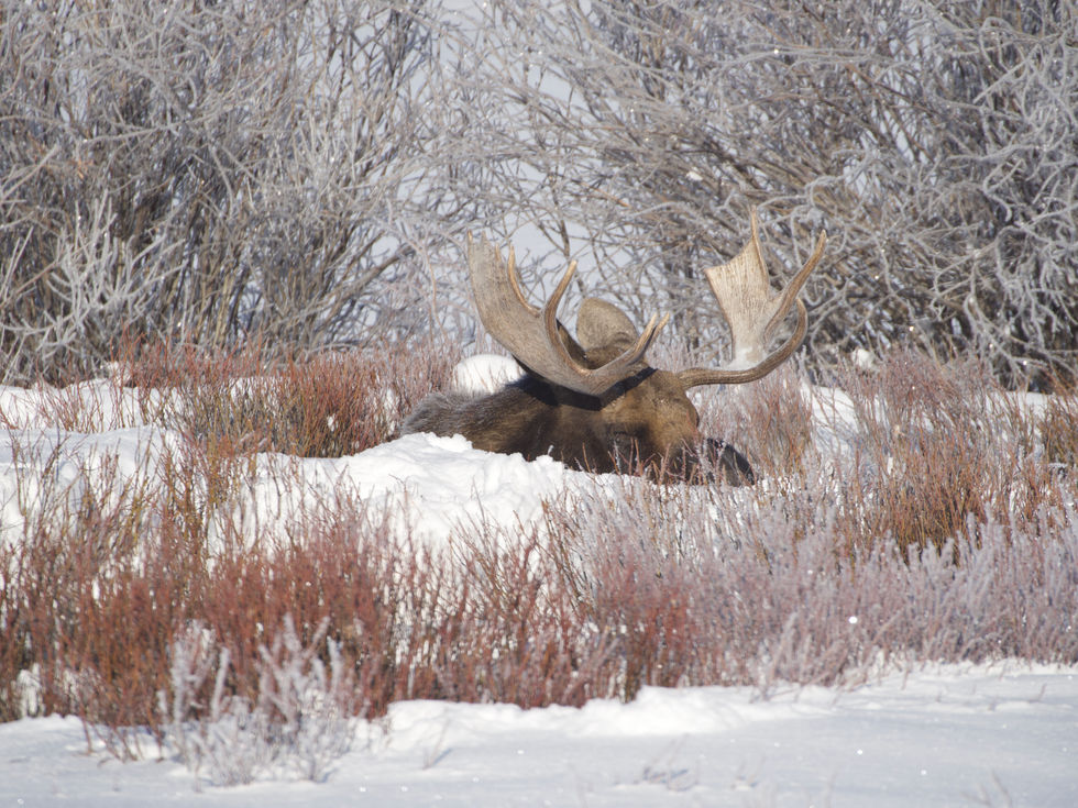 Moose in Colorado