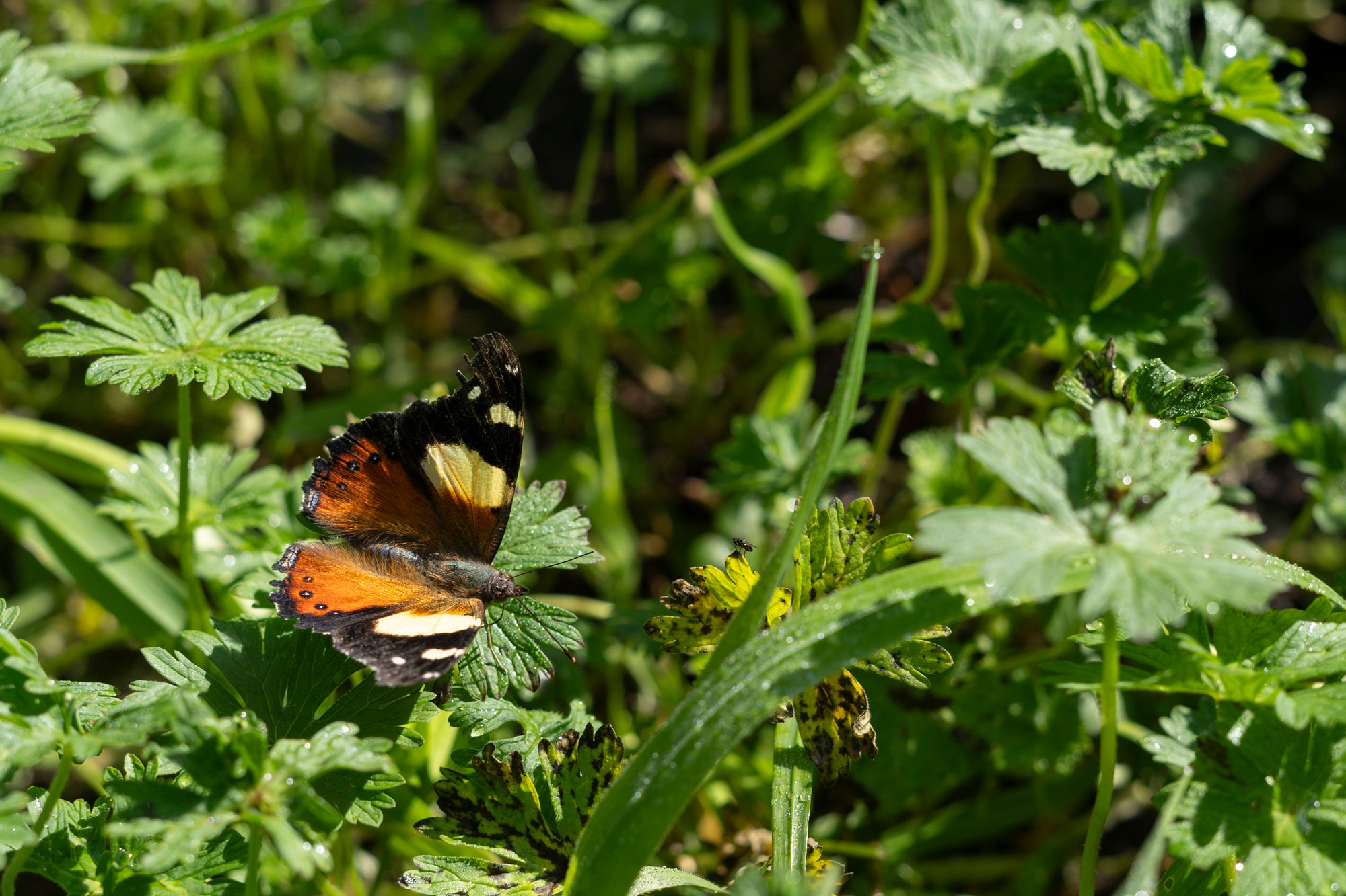 Yellow Admiral