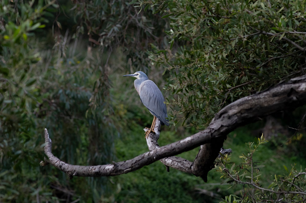 Blue Heron