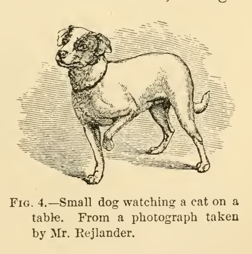 Perro del libro la expresion de las emociones en el hombre y los animales