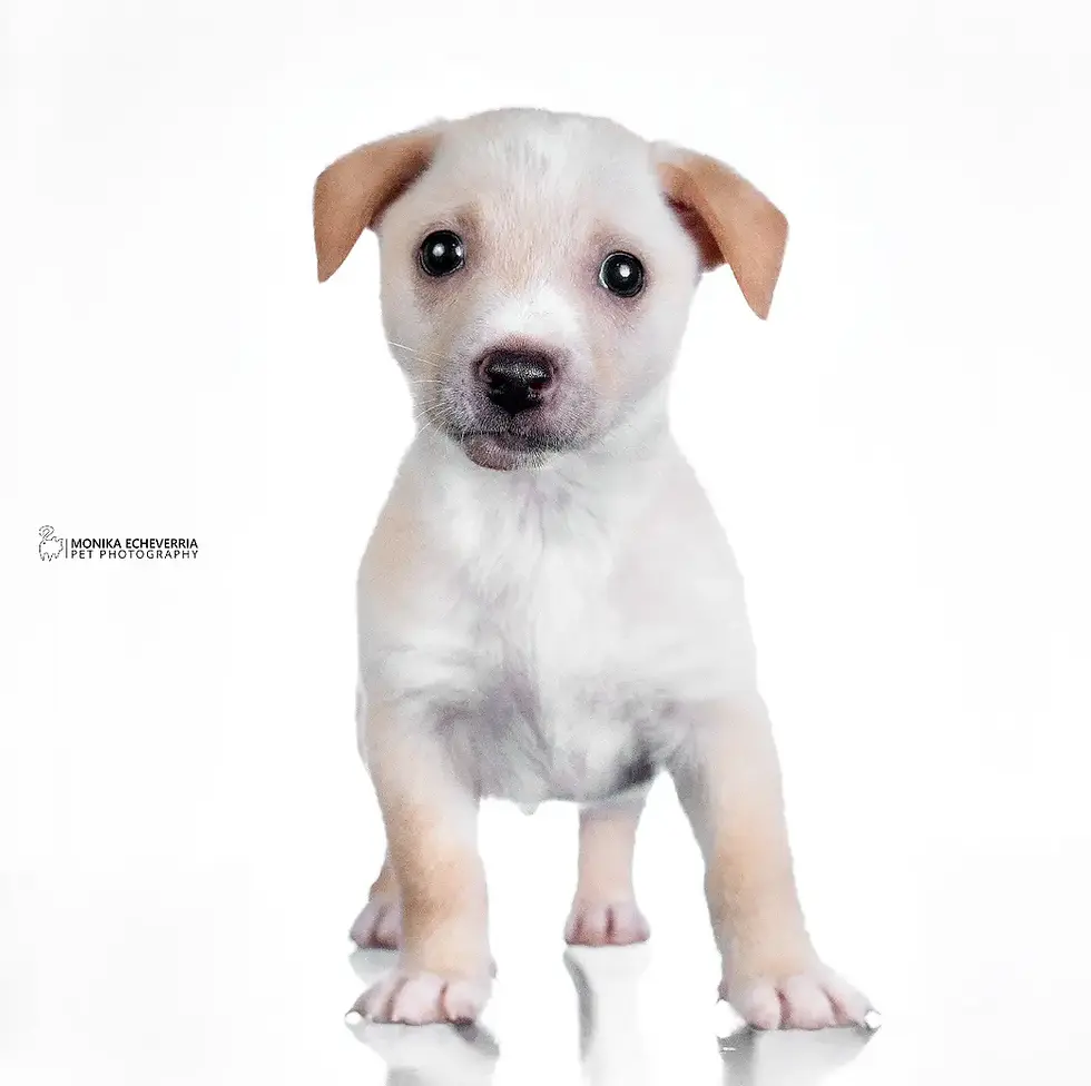 perro en adopción