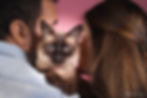 Gato con bienestar