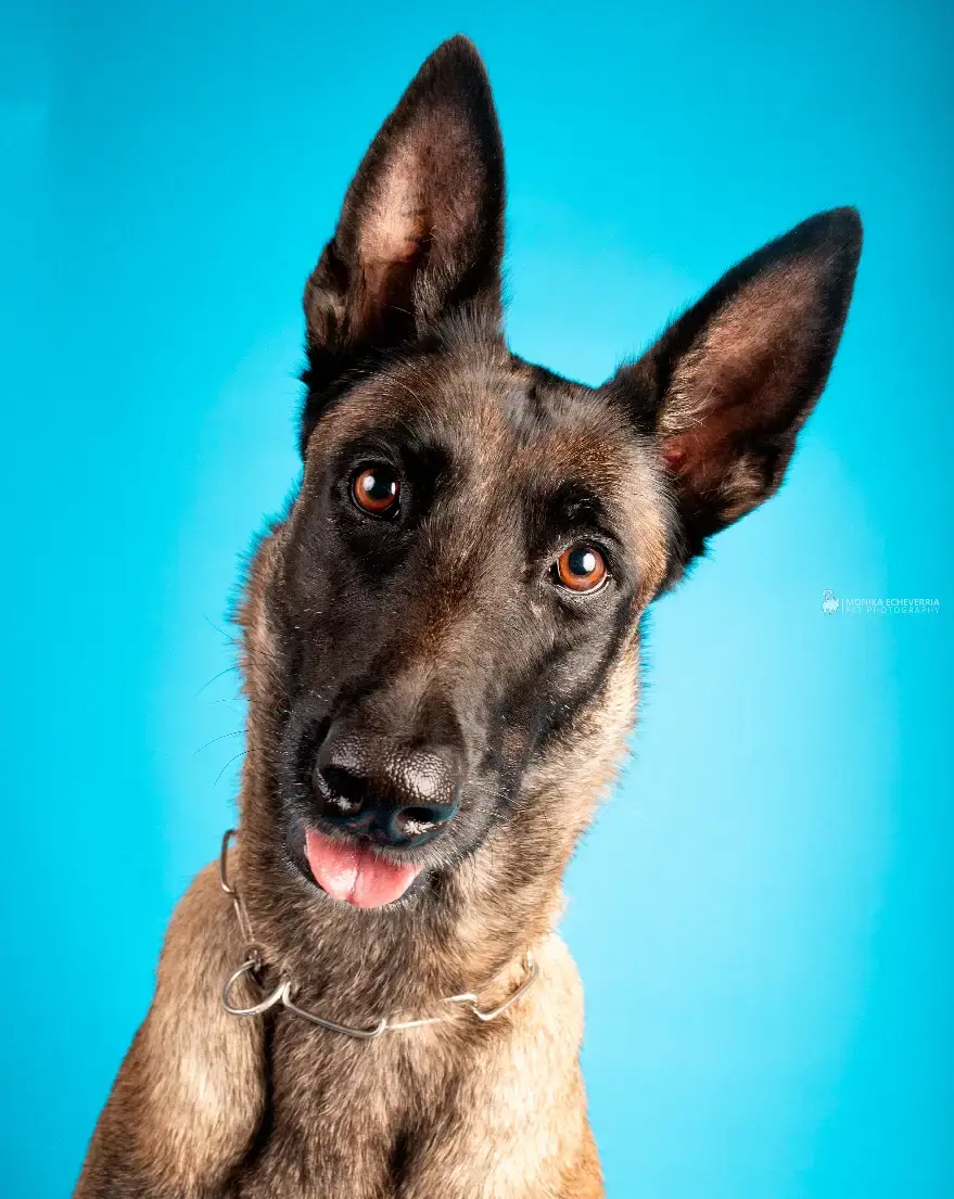 Perro en sesión de foto